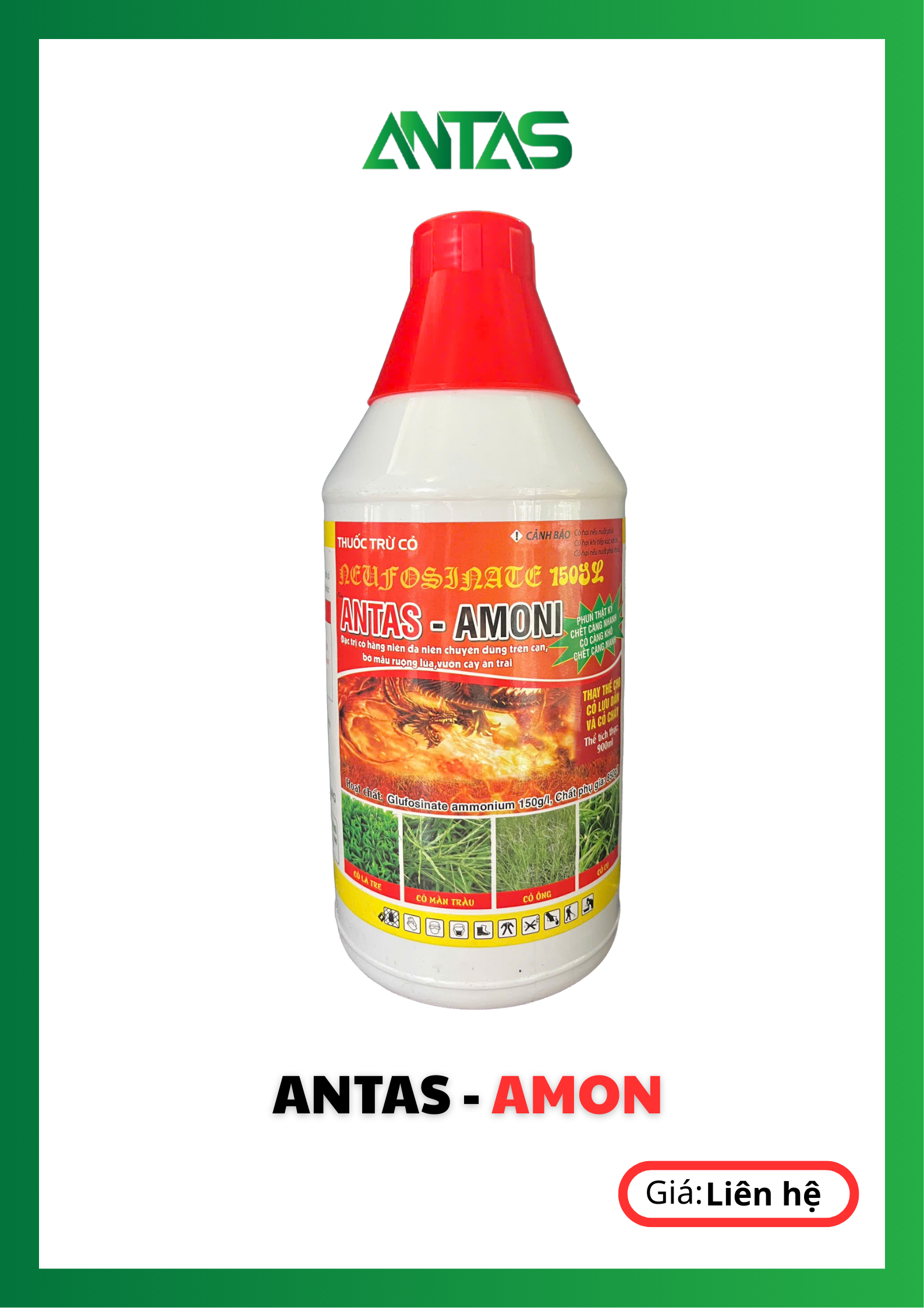antas amon