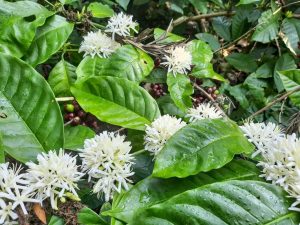 vì sao cà phê ra hoa không đồng loạt