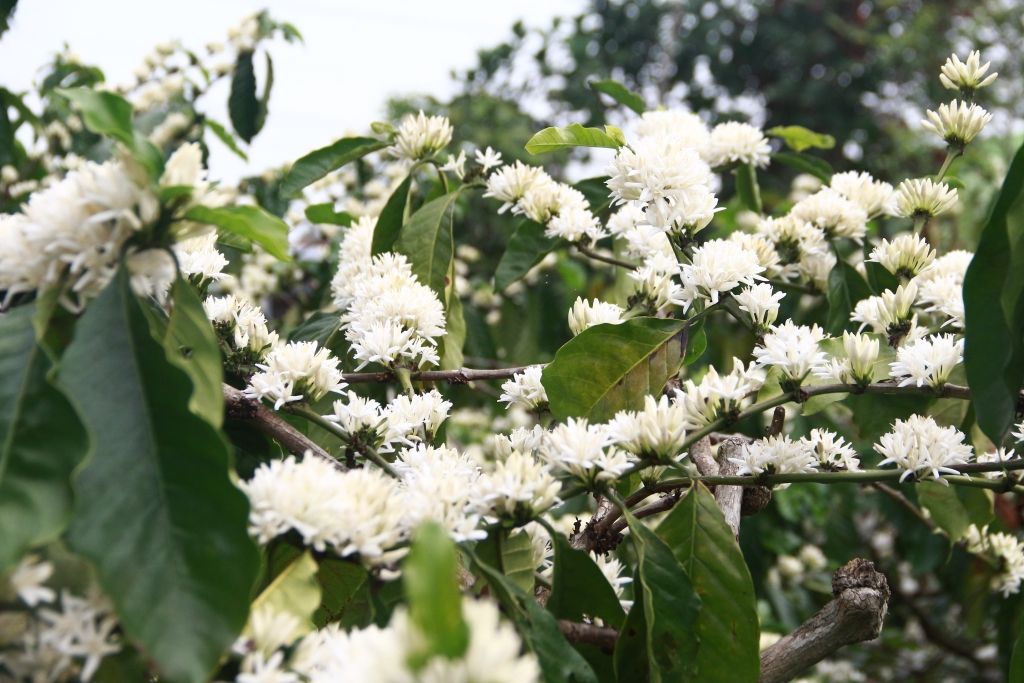 Bón gì cho cà phê vào mùa khô