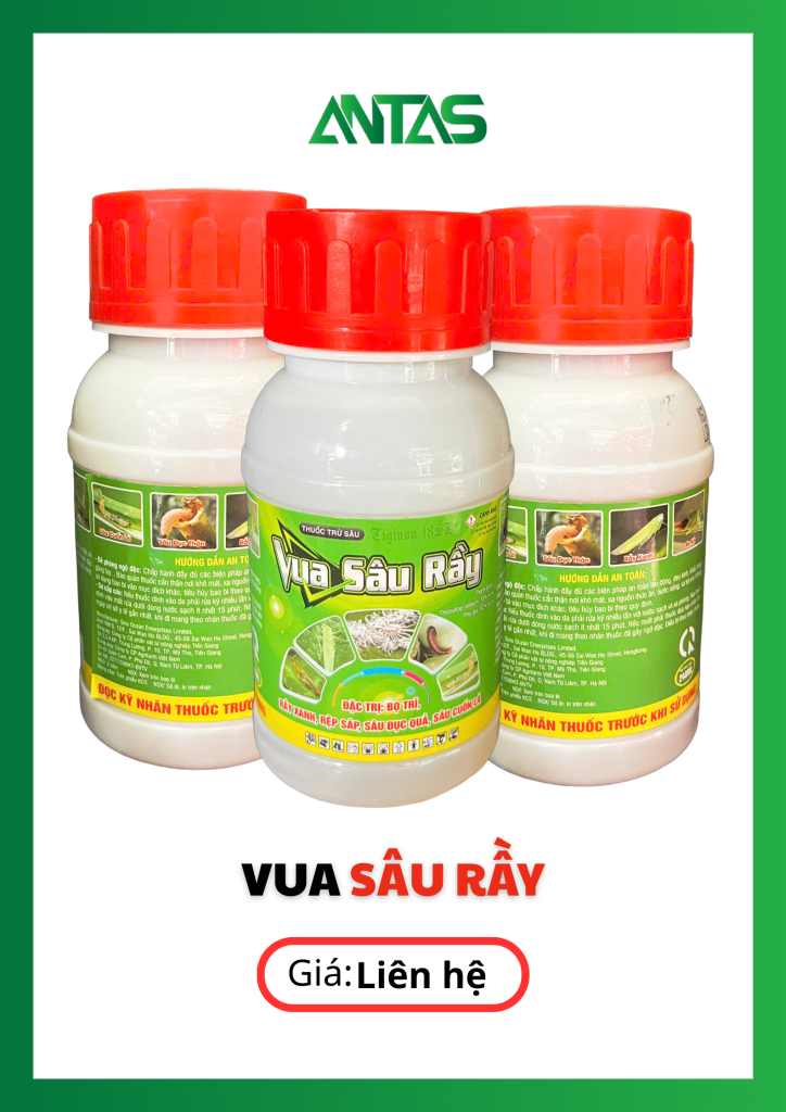 vua sâu rầy