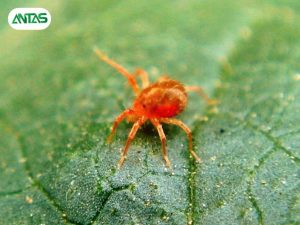 cặp thuốc trị nhện rầy