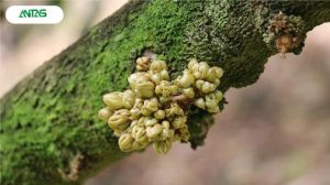 quy trình chăm sóc mắt cua sáng bông sầu riêng