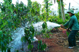 Bón gì cho cà phê vào mùa khô