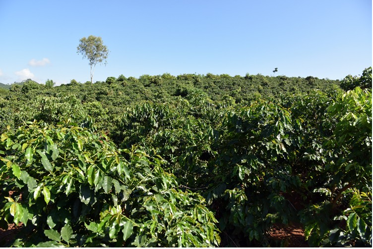 Bón gì cho cà phê vào mùa khô