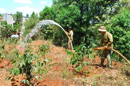 Bón gì cho cà phê vào mùa khô