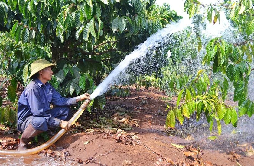 Sai lầm chăm sóc cà phê mùa khô