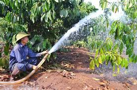sai lầm chăm sóc cà phê mùa khô