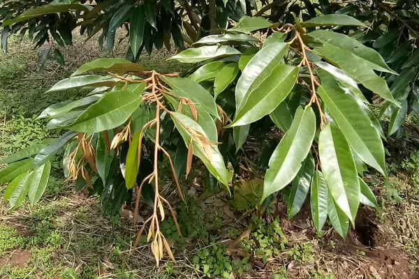 sầu riêng đi đọt khi nuôi trái